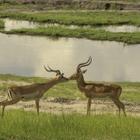 ЮАР: сафари, ещё сафари, городской стиль и роскошь винных плантаций