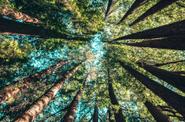 Cedar trees 