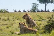 Kenya Safari