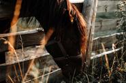 Horse round up