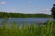 View at the lake in a forest