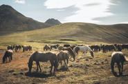 Horses in the field