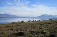 Iceland Riding