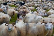 Iceland Sheep