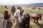 Iceland Horses