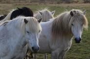 Icelandic horses in a valley 