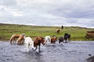 Horses in the field