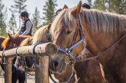 At the stable 