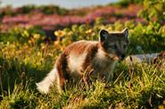 Arctic fox