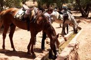 Horse drinking 