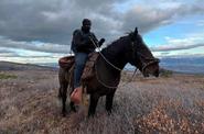 Equestrian in a field 