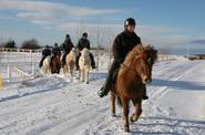 Iceland Horse Riding
