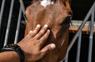 Horse caring