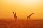 Kenya Safari