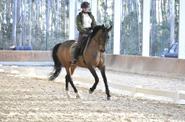 Portugal Dressage