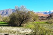 Local landscape 