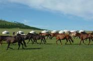 Mongolia Horses