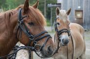 At the stable 