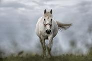 Horse round up