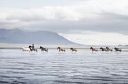 Iceland Riding