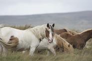Guiding horses