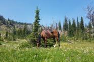 Horse resting during the break 