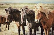 Horse round up