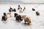 Icelandic Horses