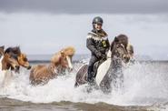 Icelandic horses 