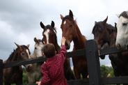 Kid and horses 