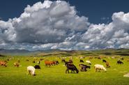 Mongolia Horse Riding