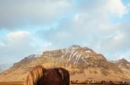 Icelandic horse