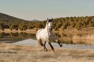 Horse round up