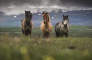 Icelandic Horses