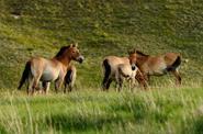 Mongolia Travel
