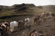 Free herd