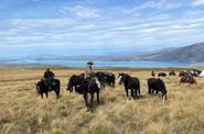 Horses in the field