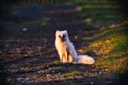 Arctic fox