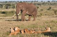 Masai Mara