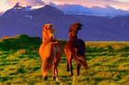Horses running 