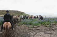 Iceland Riding