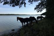 Horses ashore the lake 