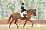 Portugal Dressage