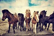 Horse round up
