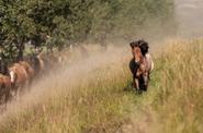 Free running horses