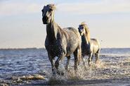 Running horses