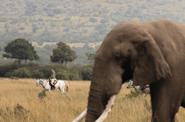 Kenya Riding