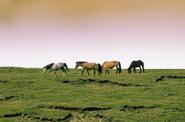 Horses in a field