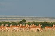 Kenya Safari