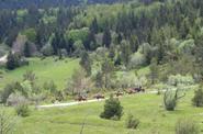 Slovenia Horse Riding